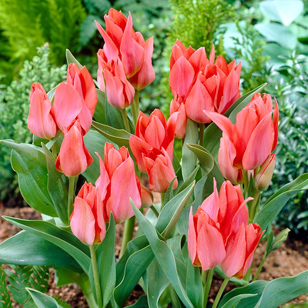 Tulipan Toronto - 10 løk