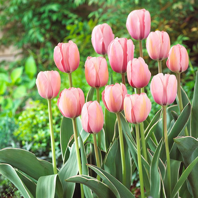Tulipan Sweet Impression - 10 løk
