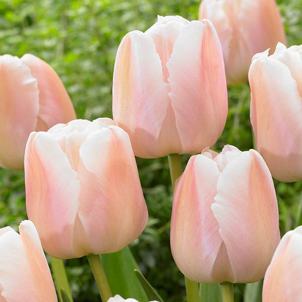 Bilde av Tulipan Apricot Pride - 10 løk Nyhet!