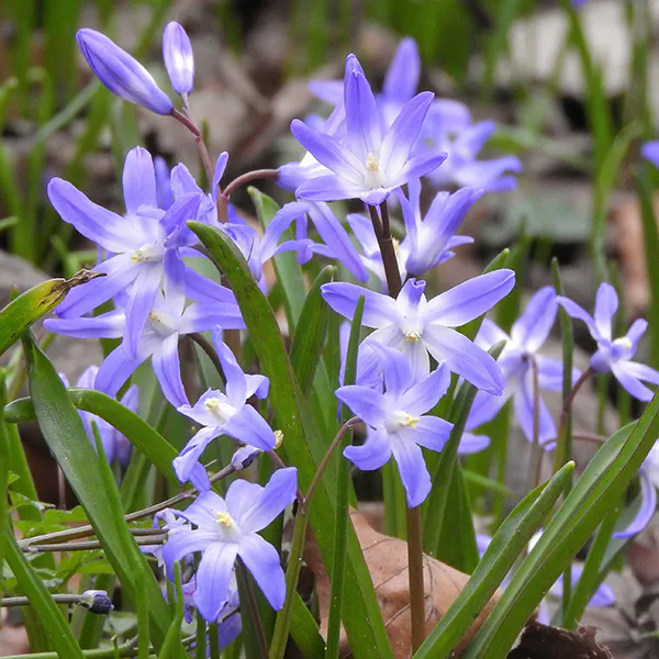 Hovedbilde Chionodoxa luciliae. Snøstjerne - 25 løk