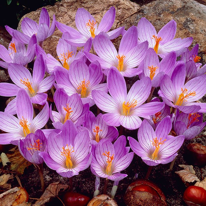 Krokus speciosus Conqueror - 10 løk