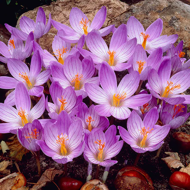 Hovedbilde Krokus speciosus Conqueror - 10 løk