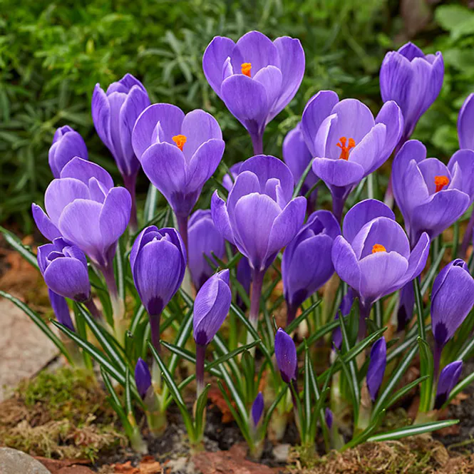Hovedbilde Krokus vernus Remembrance - 12 knoller