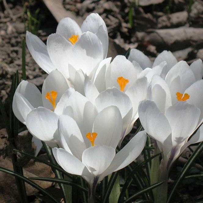 Hovedbilde Krokus Jeanne dArc - 12 knoller