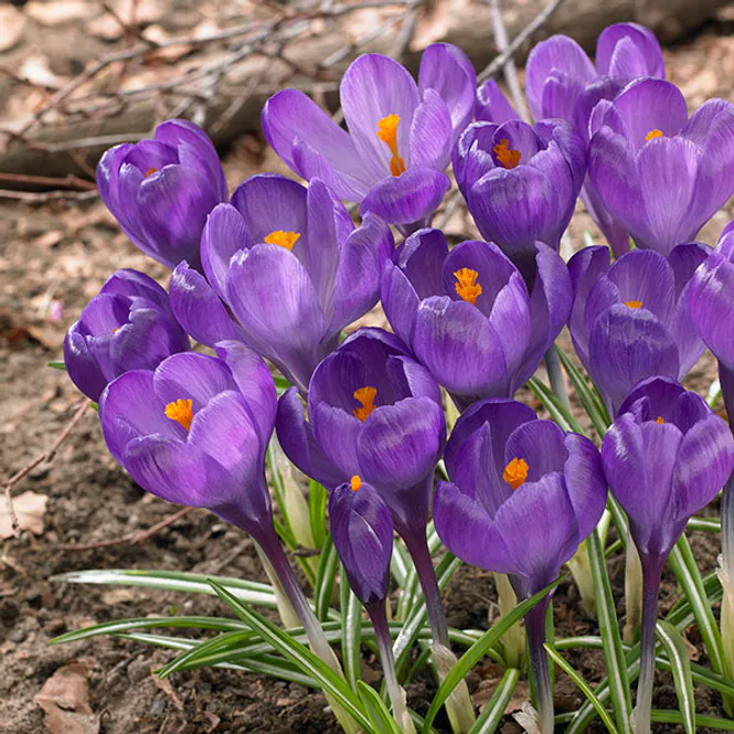 Hovedbilde Krokus Flower Record - 12 knoller