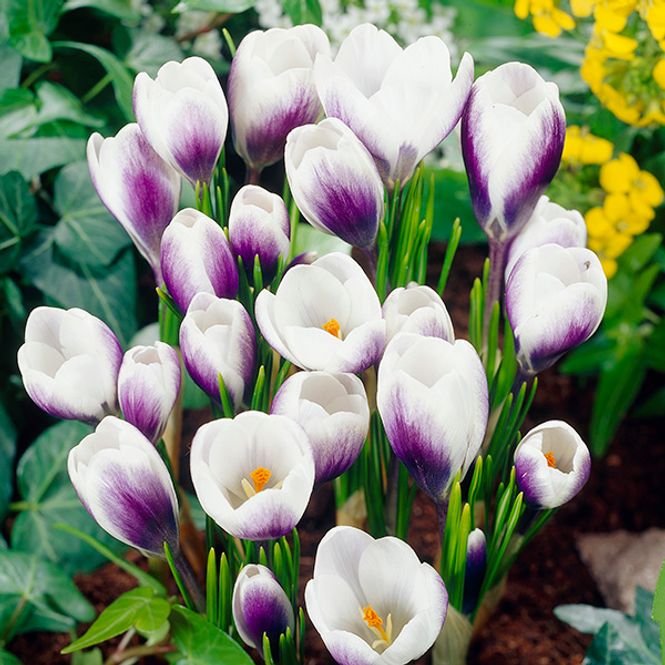 Hovedbilde Krokus Prins Claus - 10 knoller