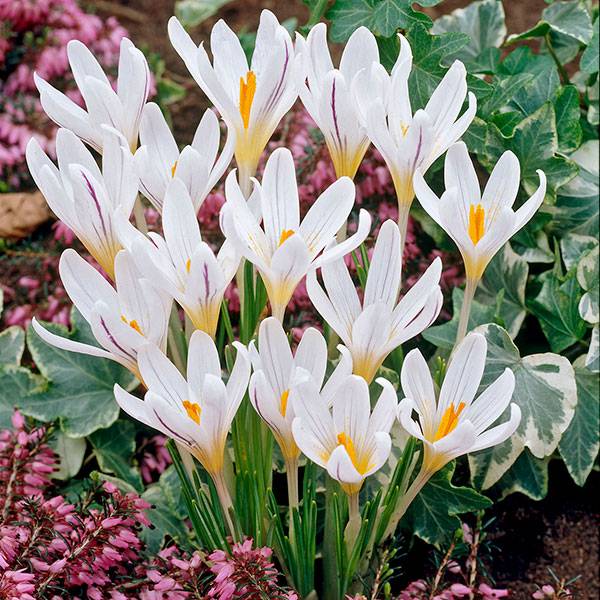 Bilde av Krokus versicolor Picturatus - 6 knoller