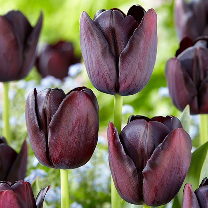 Hovedbilde Tulipan Queen of Night - 8 løk