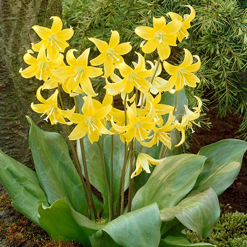 Erythronium hyb. Pagoda. Hundetann - 3 løk