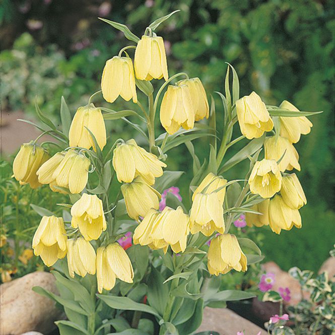 Hovedbilde Fritillaria pallidiflora - 3 løk