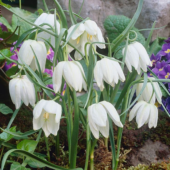 Hovedbilde Fritillaria meleagris. Rutelilje Alba (hvit) - 8 ...