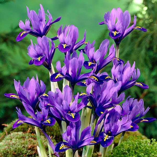 Bilde av Iris reticulata Harmony - 15 løk