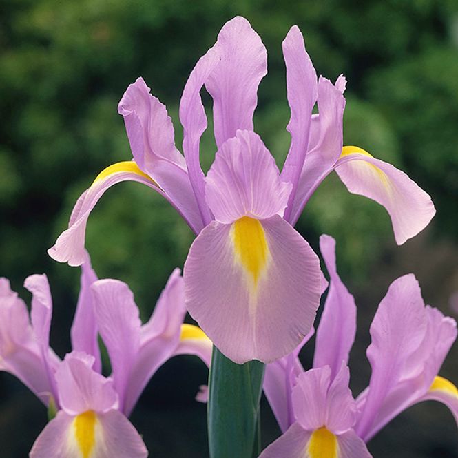 Hovedbilde Iris hollandica Rosario - 10 løk