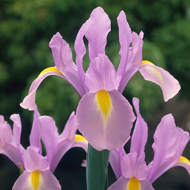 Iris hollandica Rosario - 10 løk