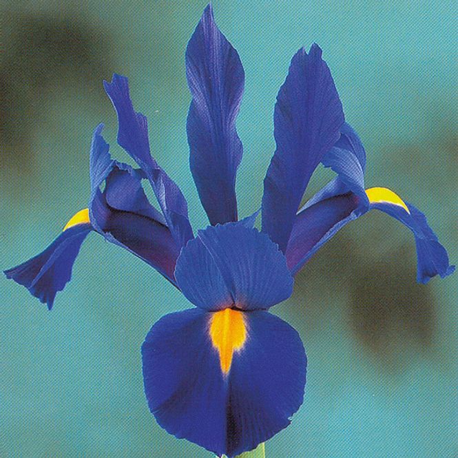 Hovedbilde Iris hollandica Valentine - 10 løk