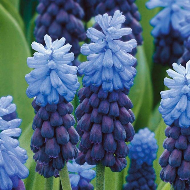 Hovedbilde Muscari latifolium. Perleblomst - 10 løk