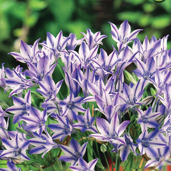 Hovedbilde Triteleia Rudy - 6 løk