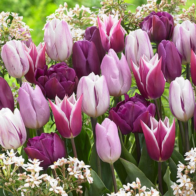 Hovedbilde Tulipan i blanding Medley in Purple - 8 løk
