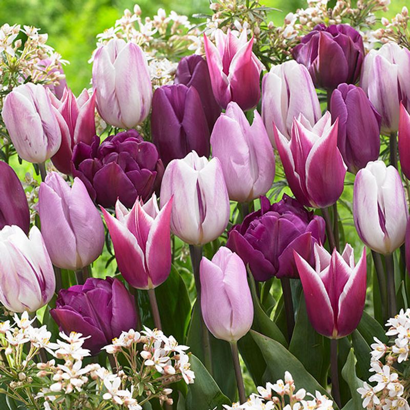 Tulipan i blanding Medley in Purple - 8 løk
