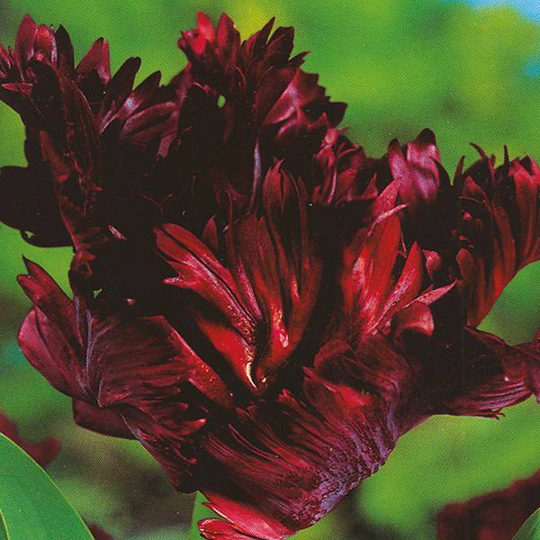 Bilde av Tulipan Black Parrot - 6 løk