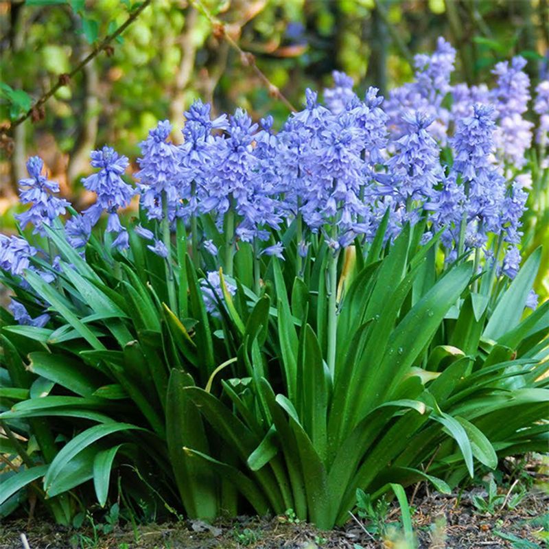 Scilla campanulata, blå  - 10 løk