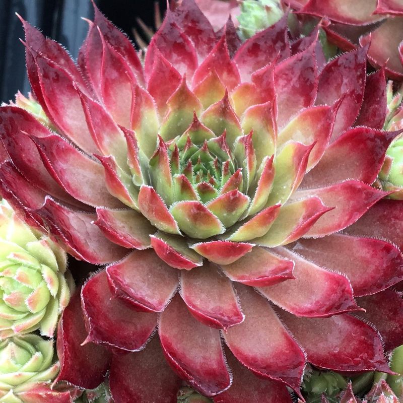 Sempervivum hybrid Butterscotch Baby. Takløk  1 plante i 4 cm potte