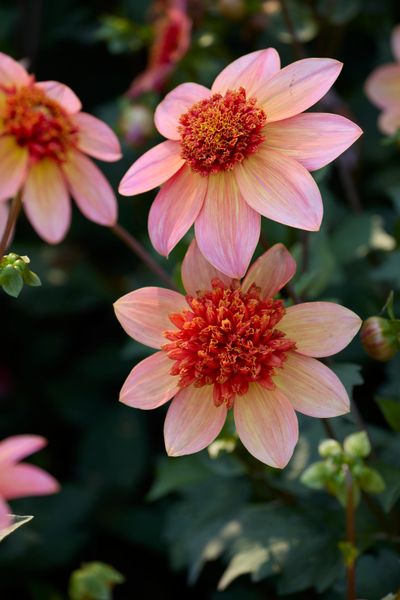 Hovedbilde Dahlia Totally Tangerine - 1 knoll 