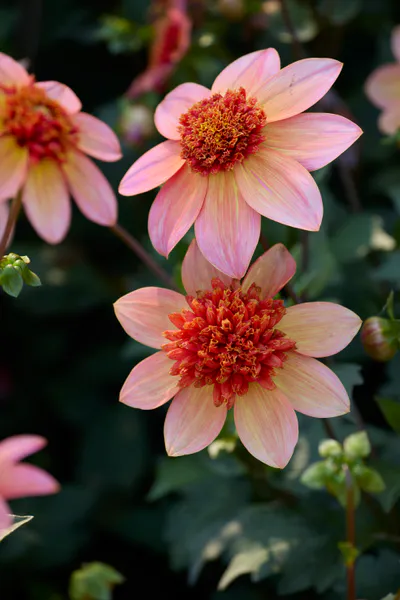 Hovedbilde Dahlia Totally Tangerine - 1 knoll 