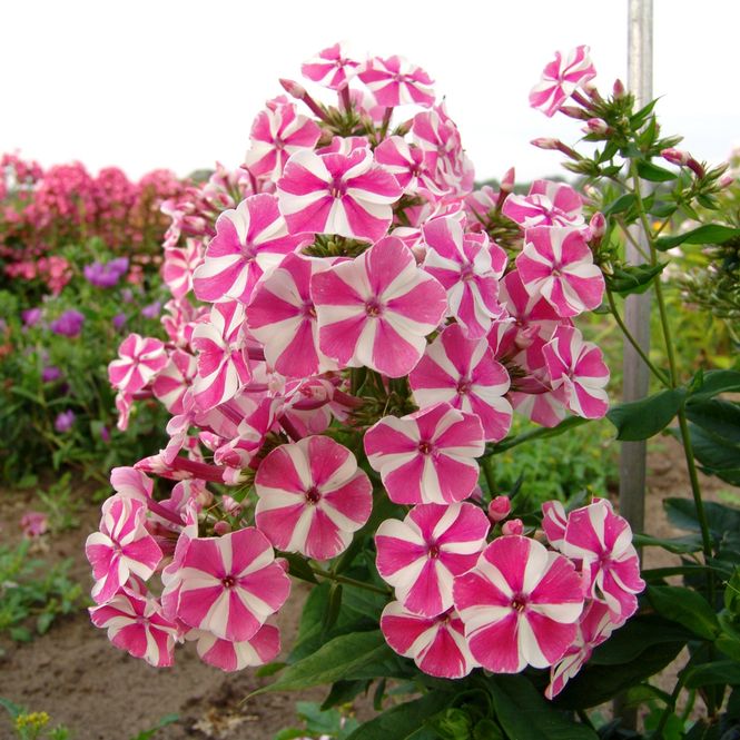Hovedbilde Phlox paniculata Peppermint Twist. Høstfloks - 1 ...
