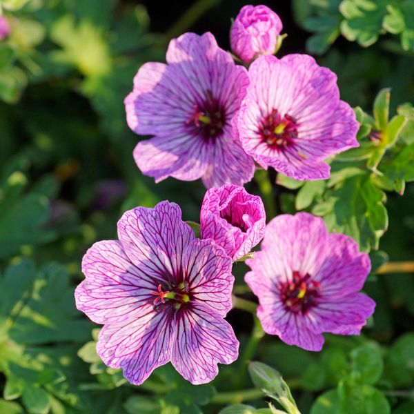 Hovedbilde Geranium Ballerina. Storkenebb - 1 rot