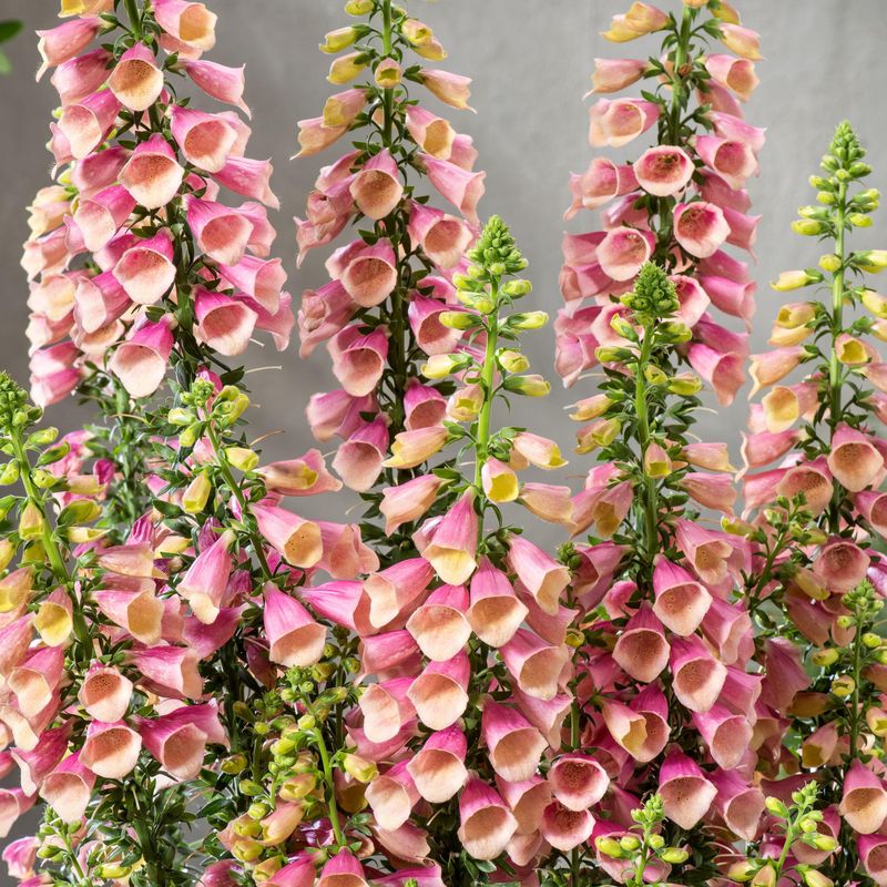 Digitalis Arctic Fox. Revebjelle  1 plante i 10,5 cm potte