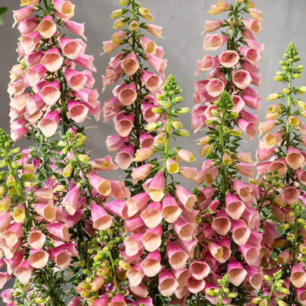 Hovedbilde Digitalis Arctic Fox. Revebjelle  1 plante i 10,5 ...