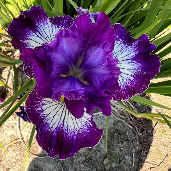 Hovedbilde Iris sibirica Something Shocking. Sibiriris  1 ...