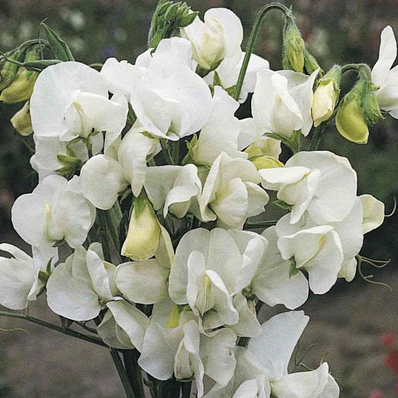 Lathyrus Royal White - Frø - Blomsterert