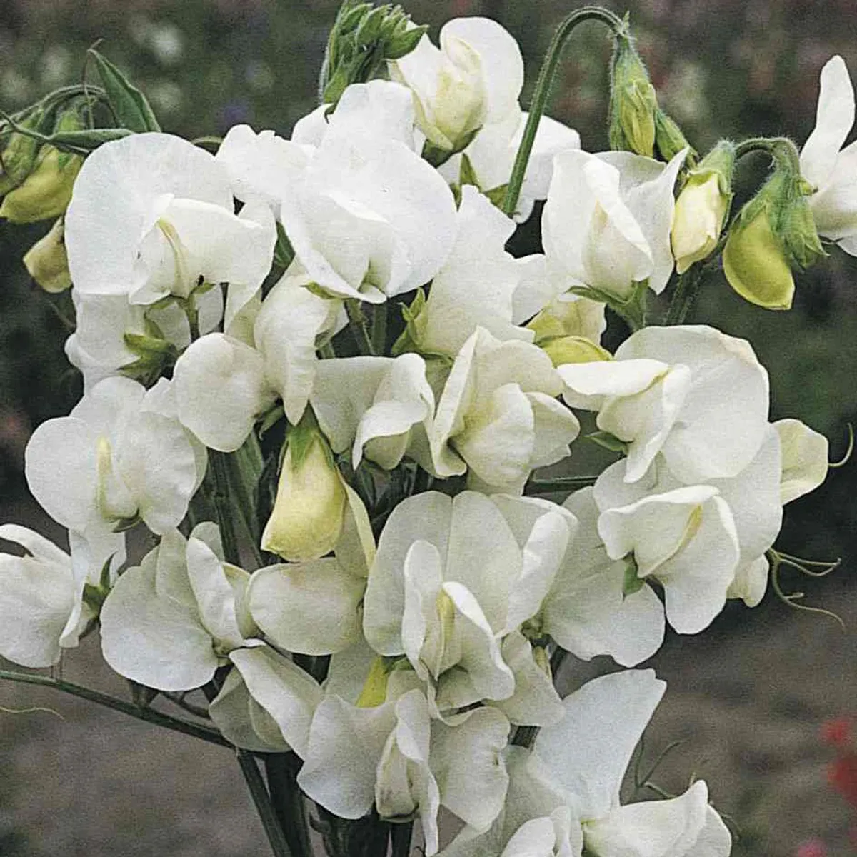 Lathyrus Royal White - Frø - Blomsterert