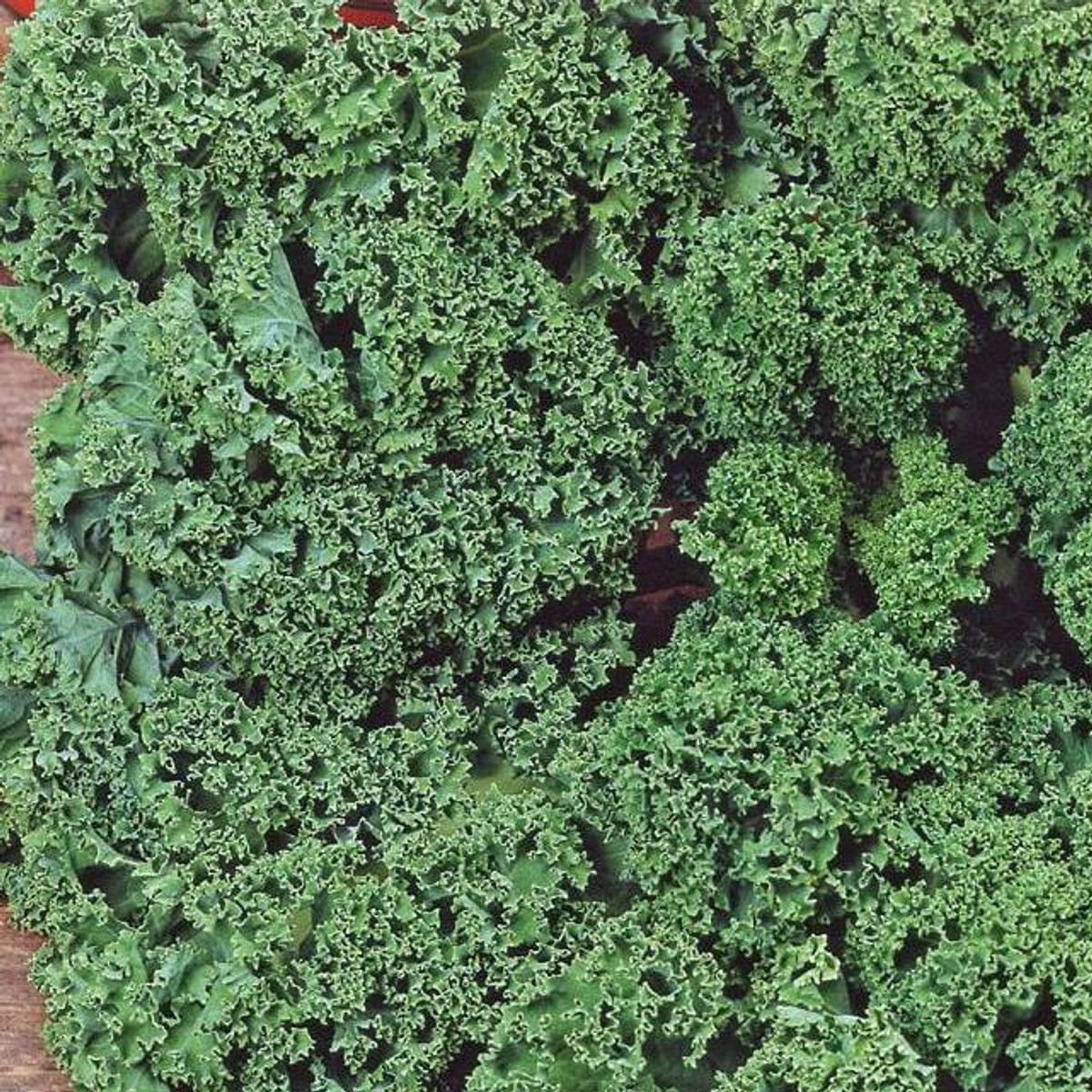 Grønnkål Westland Autumn -Frø-