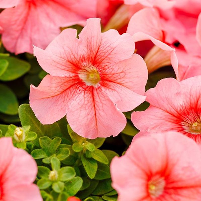 Petunia grandiflora Limbo GP Peach - Frø -