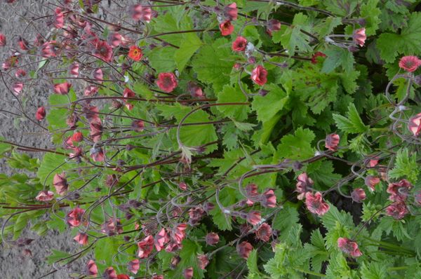Hovedbilde Geum Leonard's variety. Enghumleblom - 1 rot