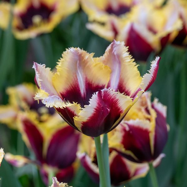 Hovedbilde Tulipan Gavota Special - 5 løk
