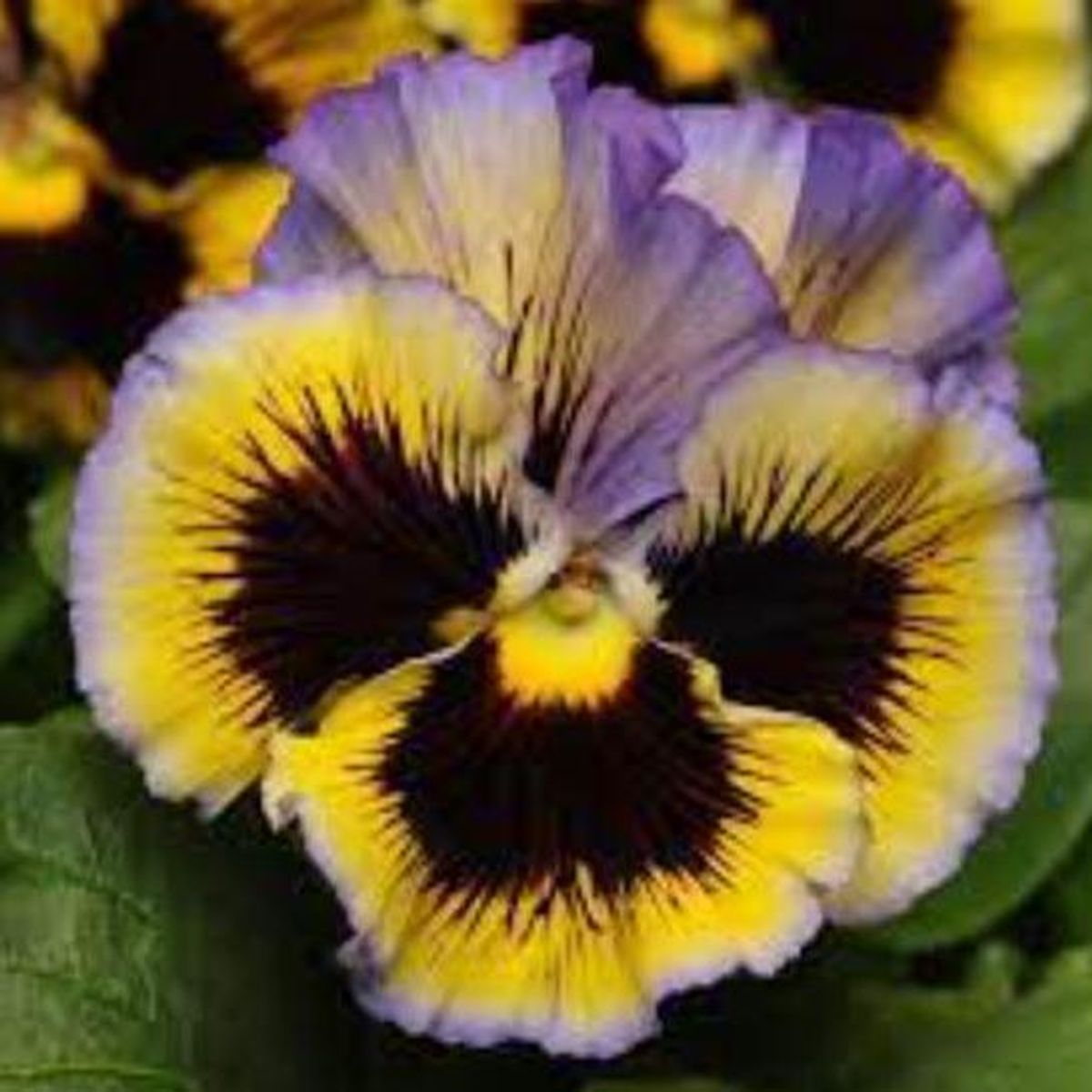 Viola wittrockiana Frizzle Sizzle. Stemor - Frø