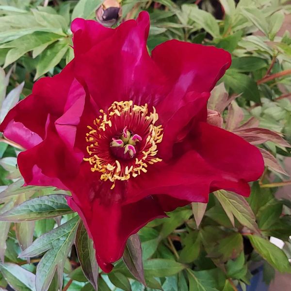 Hovedbilde Paeonia Itoh-hybrid Scarlet Heaven. Edelpeon - 1 ...