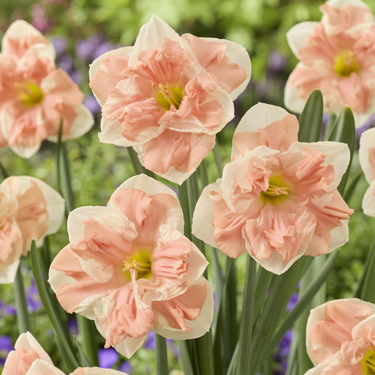 Påskelilje Apricot Whirl - 3 løk
