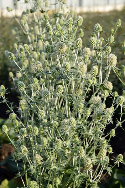 Hovedbilde Eryngium Magical Silver. Hagestilke  1 rot