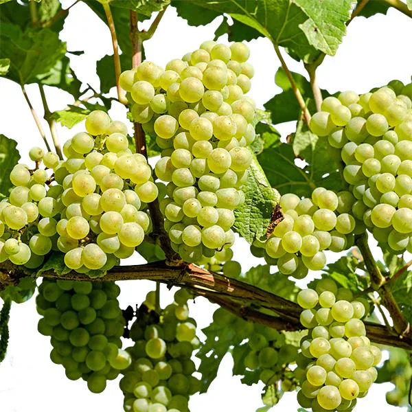 Hovedbilde Drue, grønn. Vitis Solaris - 1 plante i 2 l ...