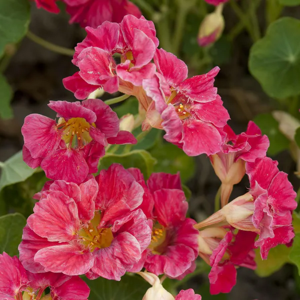 Hovedbilde Tropaeolum minus Jewel Cherry Rose -Frø- ...
