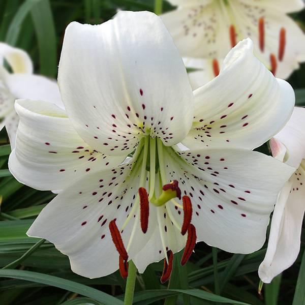 Bilde av Lilje White Twinkle - 3 liljeløk