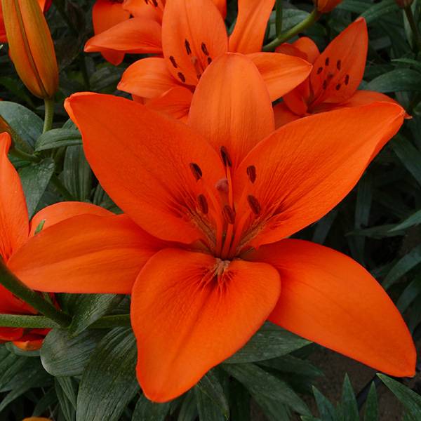 Bilde av Lilje Orange Summer Nyhet! 3 liljeløk