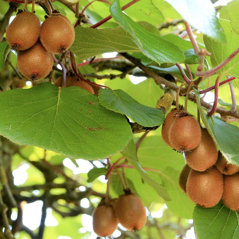 Kiwi Actinidia deliciosa Jenny - 1 plante i 9cm potte
