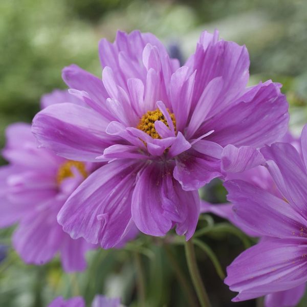 Hovedbilde Cosmos bipinnatus Fizzy Pink Dark Centre. ...