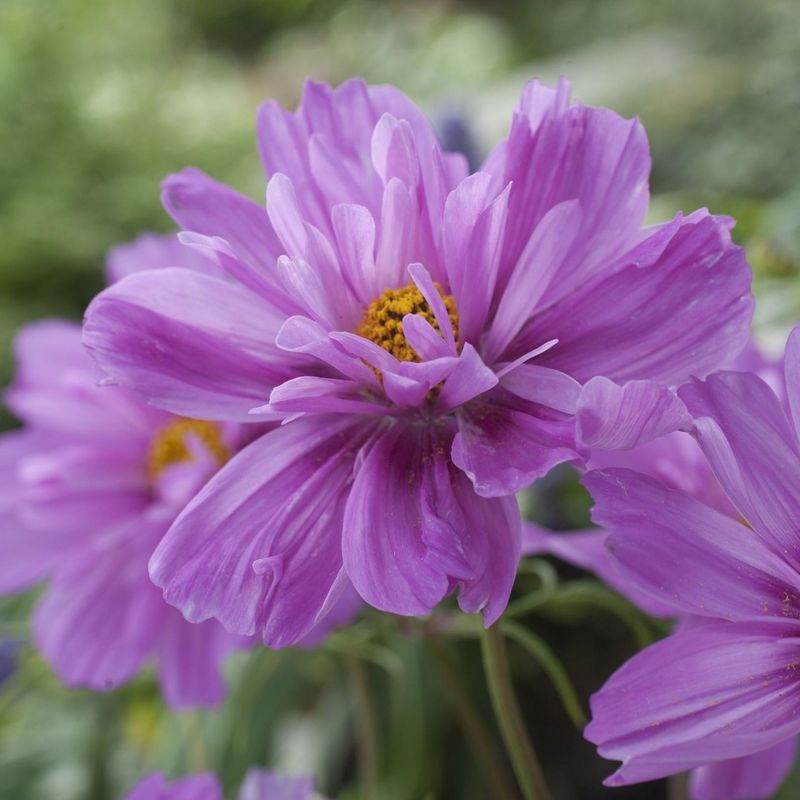 Cosmos bipinnatus Fizzy Pink Dark Centre. Pyntekorg -Frø-
